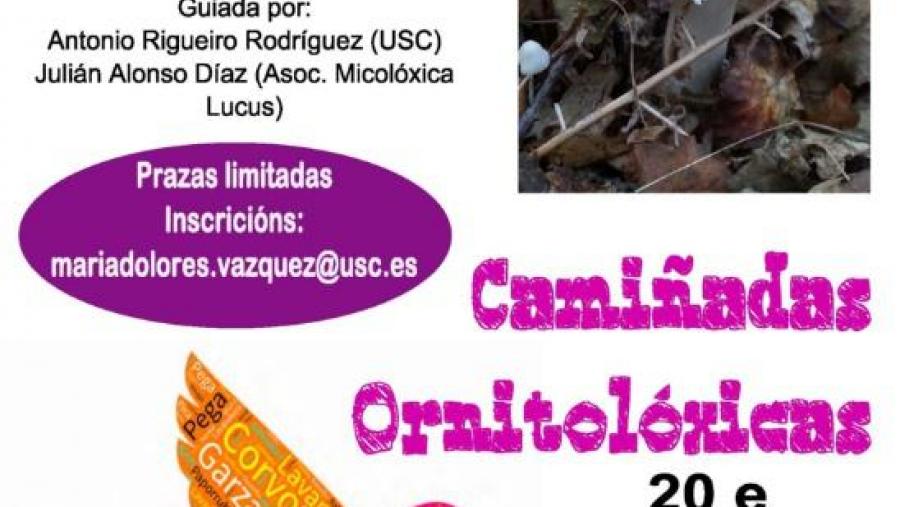 Cartaz das camiñadas de outono Cartaz das camiñadas de outono