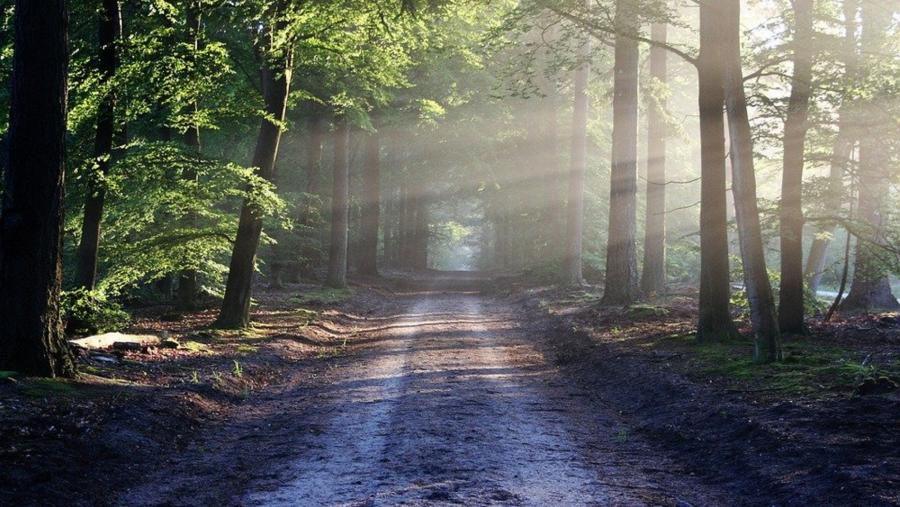 Paisaxe forestal Paisaxe forestal