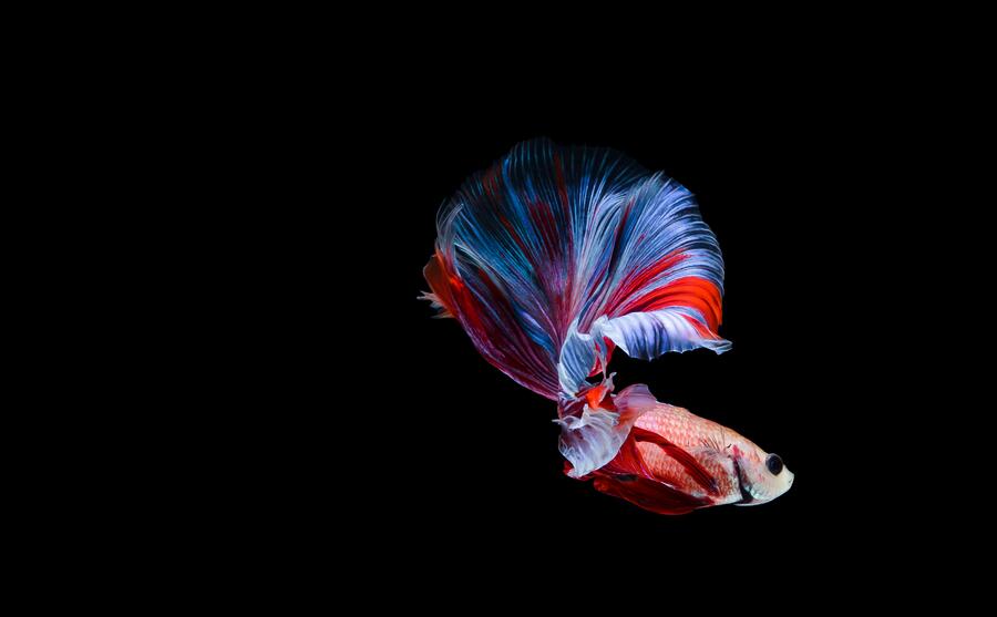The betta fish is emerging as a model species The betta fish is emerging as a model species