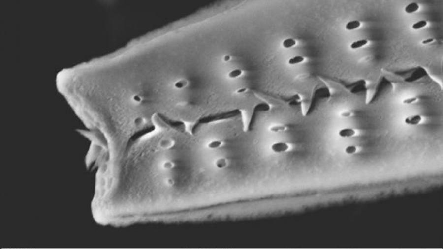 Un doutorando do CIQUS recibe unha mención de honra nun concurso internacional de microfotografía Un doutorando do CIQUS recibe unha mención de honra nun concurso internacional de microfotografía
