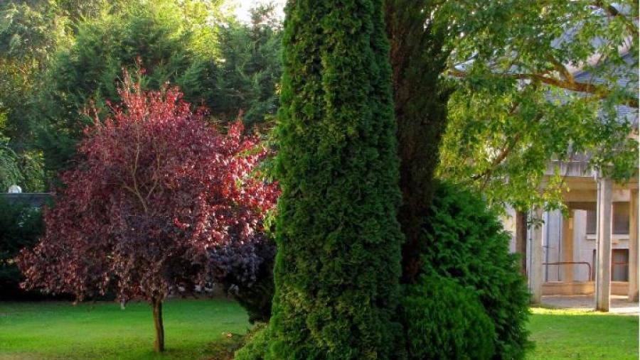 Exemplar de thuja occidental que se atopa no campus de Lugo Exemplar de thuja occidental que se atopa no campus de Lugo