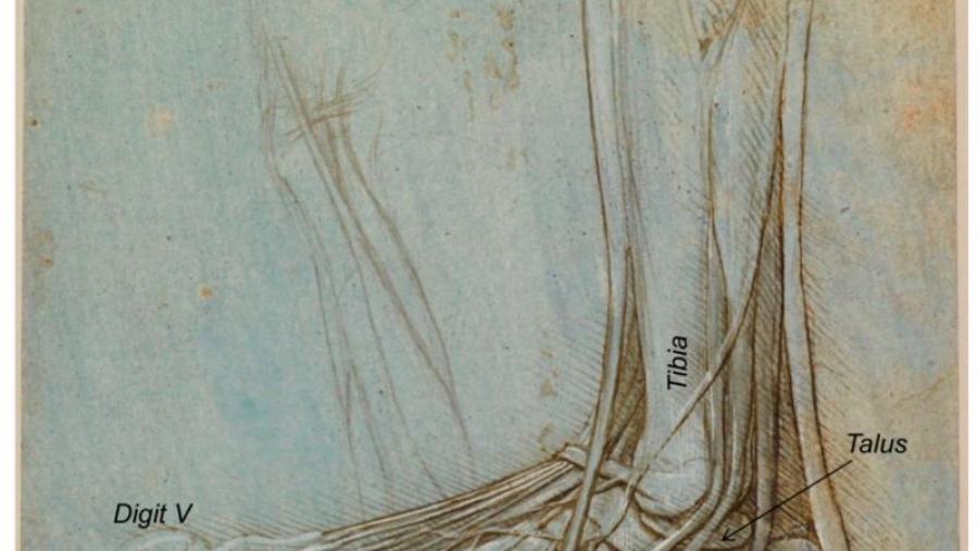 Debuxo do pé dun oso de Leonardo da Vinci Debuxo do pé dun oso de Leonardo da Vinci