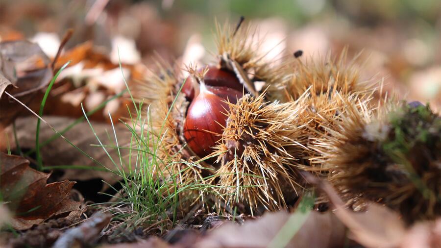 Researchers from our campus concluded that chestnut groves are the most profitable forestry plantation per hectare if their fruit, the chestnut, is used Researchers from our campus concluded that chestnut groves are the most profitable forestry plantation per hectare if their fruit, the chestnut, is used