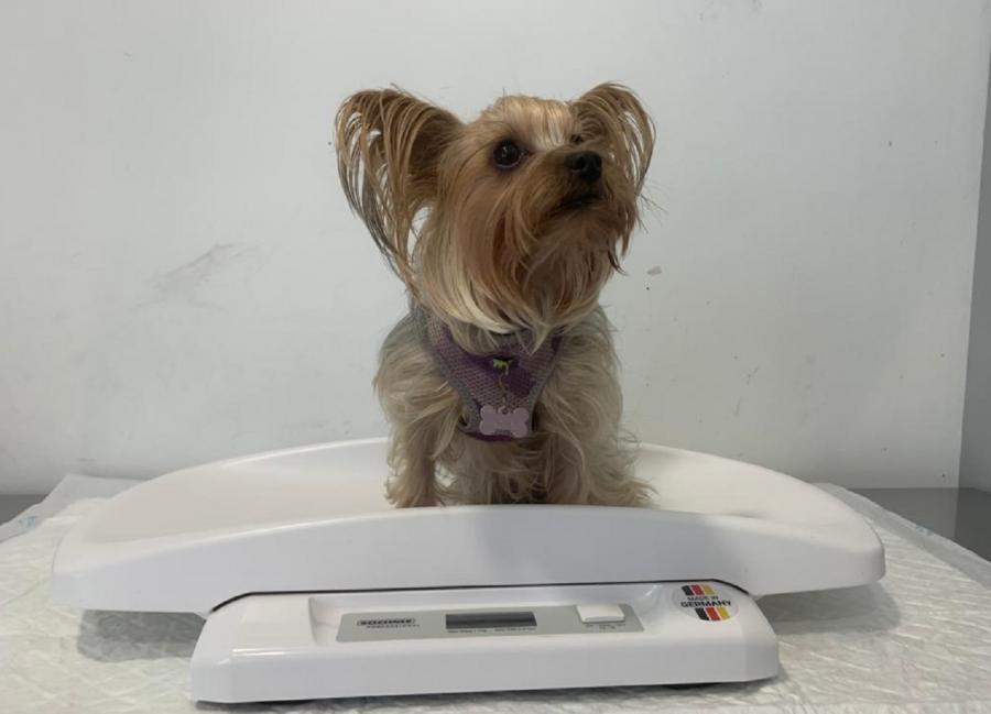 O obxectivo último desta campaña de control do peso de mascotas O obxectivo último desta campaña de control do peso de mascotas
