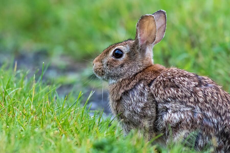 In her doctoral thesis, Paula Rodríguez Villamayor assessed the involvement of the olfactory system and pheromones in the reproductive behaviour of rabbits In her doctoral thesis, Paula Rodríguez Villamayor assessed the involvement of the olfactory system and pheromones in the reproductive behaviour of rabbits
