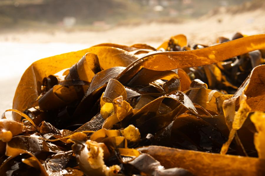 Algae are a source of sustainable ingredients and biomaterials Algae are a source of sustainable ingredients and biomaterials