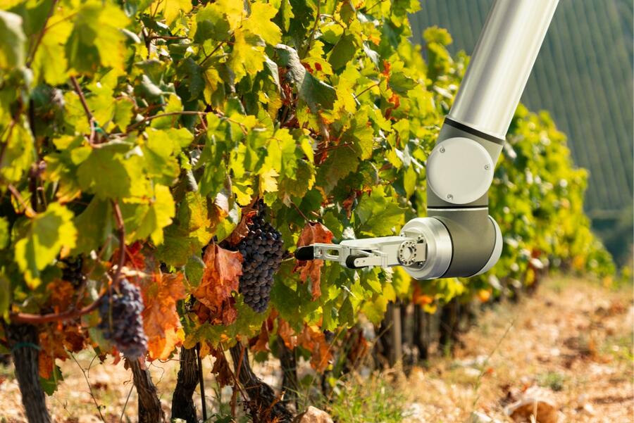 The implementation of robotics in the vineyard will play a major role in the precision viticulture of the future The implementation of robotics in the vineyard will play a major role in the precision viticulture of the future