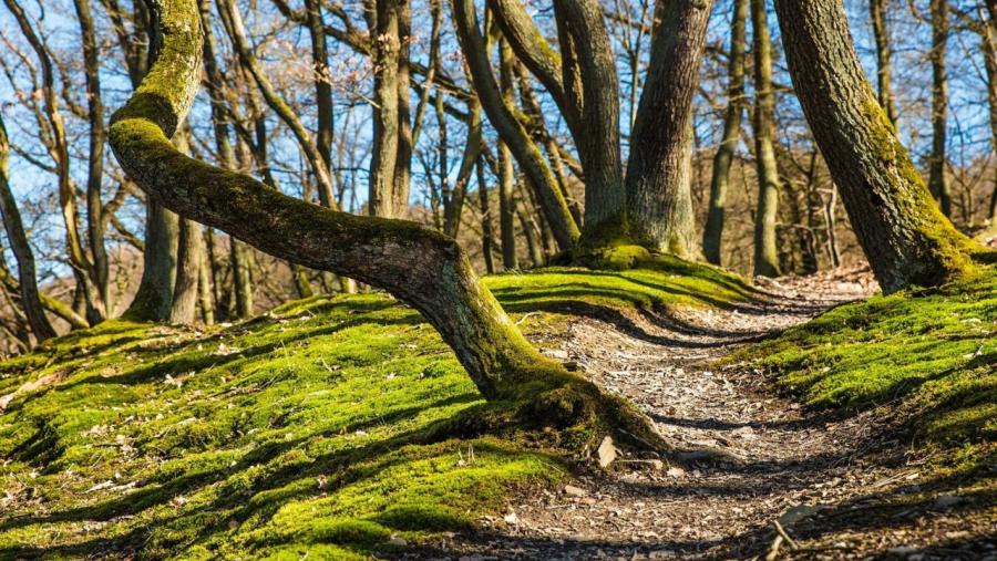 Un bosque Un bosque