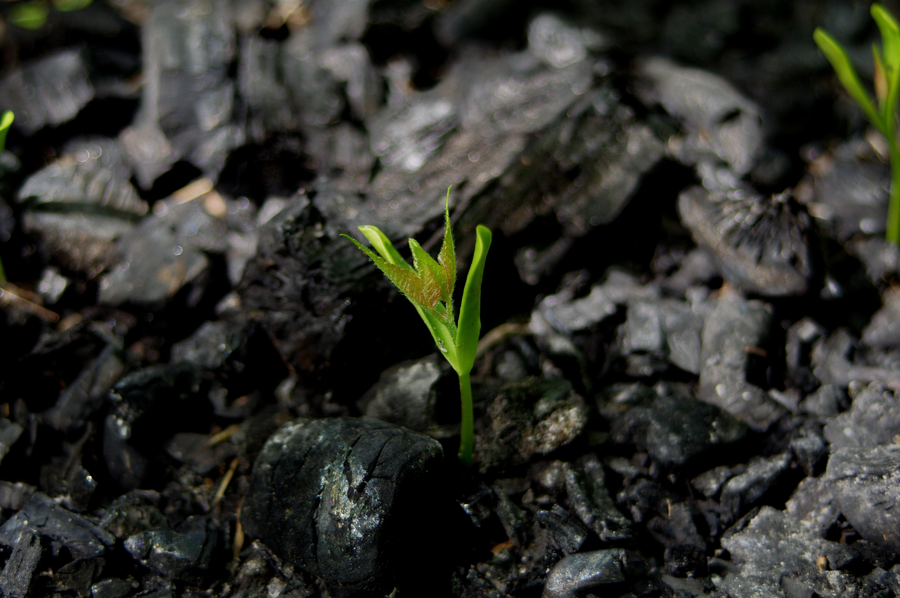 Forest fires may favour the germination of invasive alien species Forest fires may favour the germination of invasive alien species