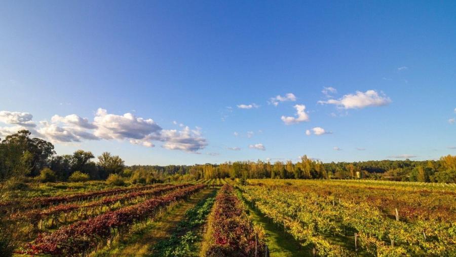 Paisaxe de viticultura Paisaxe de viticultura