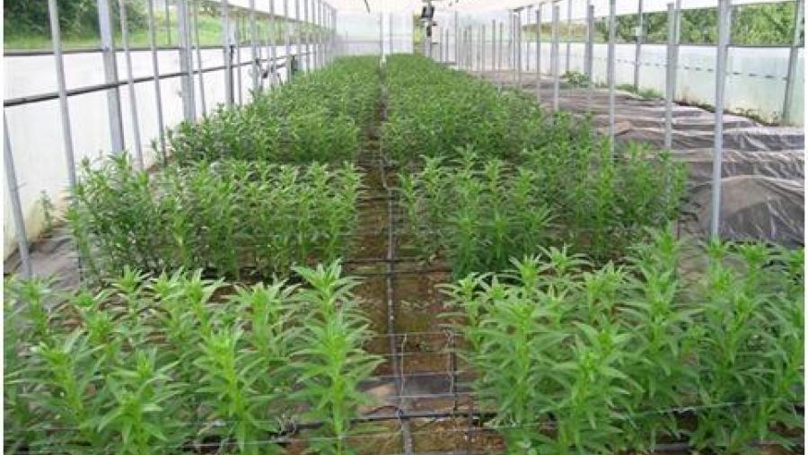 o cultivo de flor e planta ornamental preséntase como un sector de futuro que “pode chegar a ser unha alternativa importante para a agricultura galega”, apuntan os expertos o cultivo de flor e planta ornamental preséntase como un sector de futuro que “pode chegar a ser unha alternativa importante para a agricultura galega”, apuntan os expertos