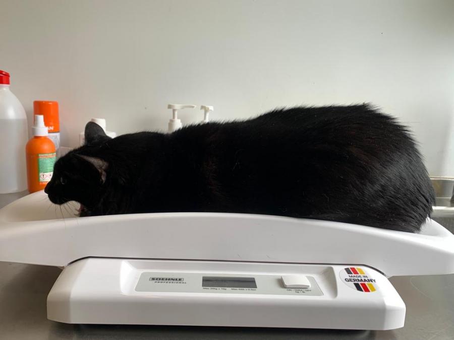 Un gato sobre unha báscula Un gato sobre unha báscula