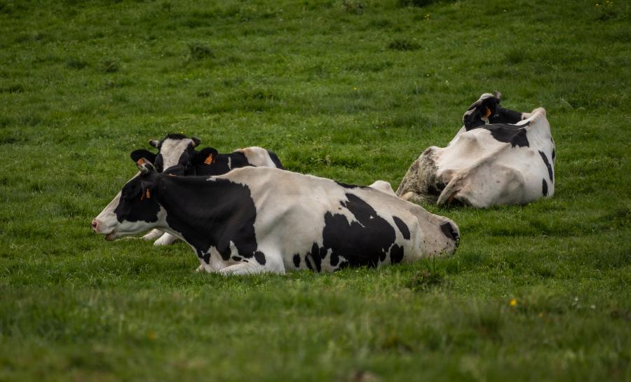 Most of the nutritional intake of microminerals in grazing cattle comes from forage Most of the nutritional intake of microminerals in grazing cattle comes from forage