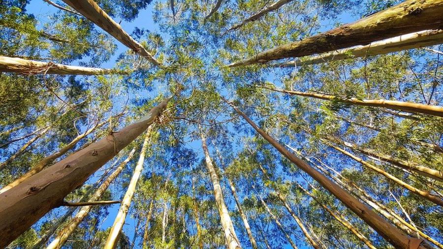 Masa forestal de eucaliptos Eucalitpos