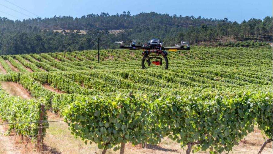 Un dron voa un viñedo na zona do Rosal Un dron voa un viñedo na zona do Rosal