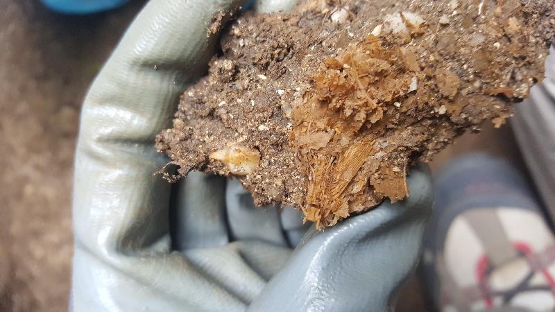 Investigadores de Vigo e Santiago descobren unha gran mostra de peixe de hai 1.700 anos e restos óseos de sete persoas en Adro Vello Investigadores de Vigo e Santiago descobren unha gran mostra de peixe de hai 1.700 anos e restos óseos de sete persoas en Adro Vello