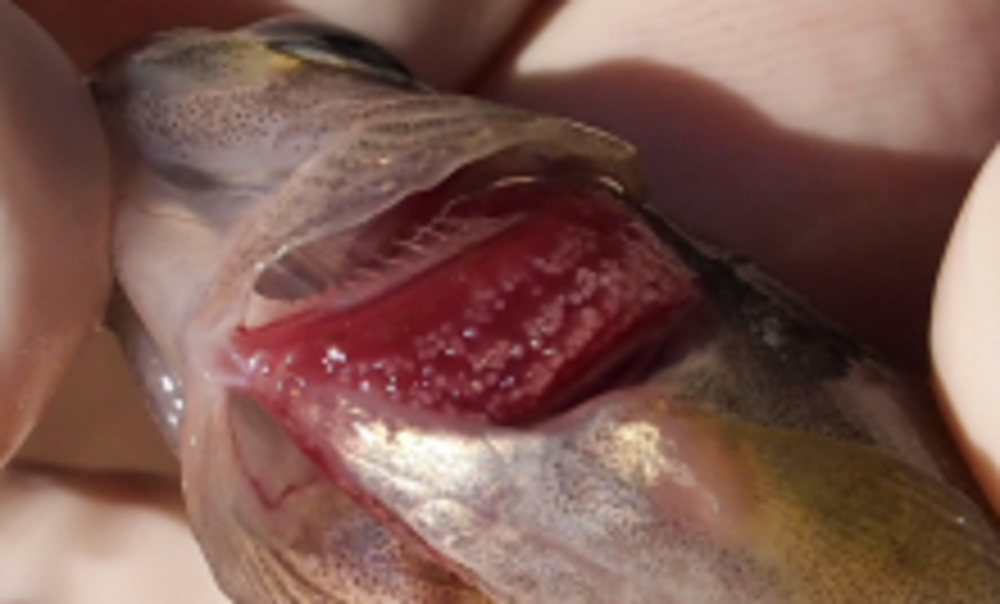 Larvas de Margaritifera margaritifera ancoradas nas branquias dun salmónido Larvas de Margaritifera margaritifera ancoradas nas branquias dun salmónido