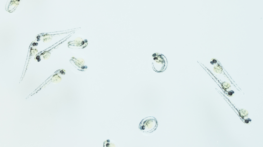 Zebrafish embryos are transparent, facilitating the observation of their development in real time Zebrafish embryos are transparent, facilitating the observation of their development in real time