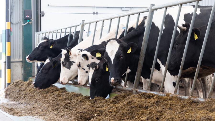 Environmental screening techniques allow for easier, cheaper sampling without the need to handle the animals Environmental screening techniques allow for easier, cheaper sampling without the need to handle the animals