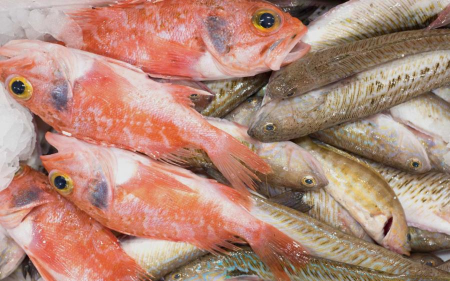 Peixes Peixes