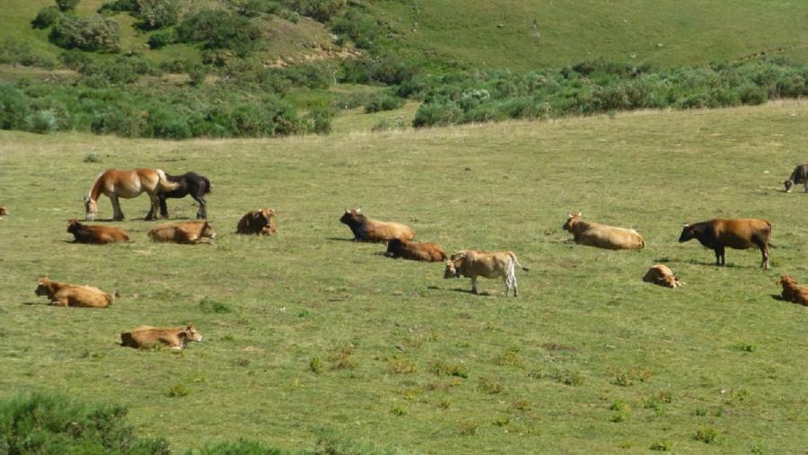 Gando cabalar e vacún, nunha paraxe de Asturias Gando cabalar e vacún, nunha paraxe de Asturias