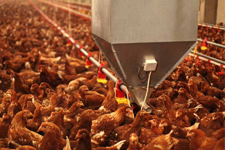 Poultry products are one of the main sources of Salmonella Poultry products are one of the main sources of Salmonella