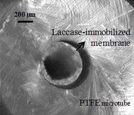 Unha tese da USC avoga por utilizar lacasas para eliminar de maneira sostible compostos altamente contaminantes Unha tese da USC avoga por utilizar lacasas para eliminar de maneira sostible compostos altamente contaminantes