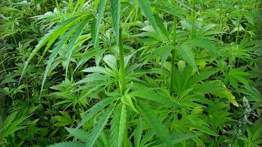 Un curso en Psicoloxía abordará a problemática do cannabis Un curso en Psicoloxía abordará a problemática do cannabis