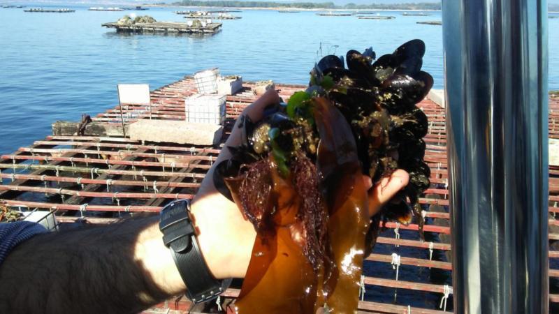 A caravana pola acuicultura impulsada pola Rede Inmunogenom pon en valor a importancia do sector en Galicia