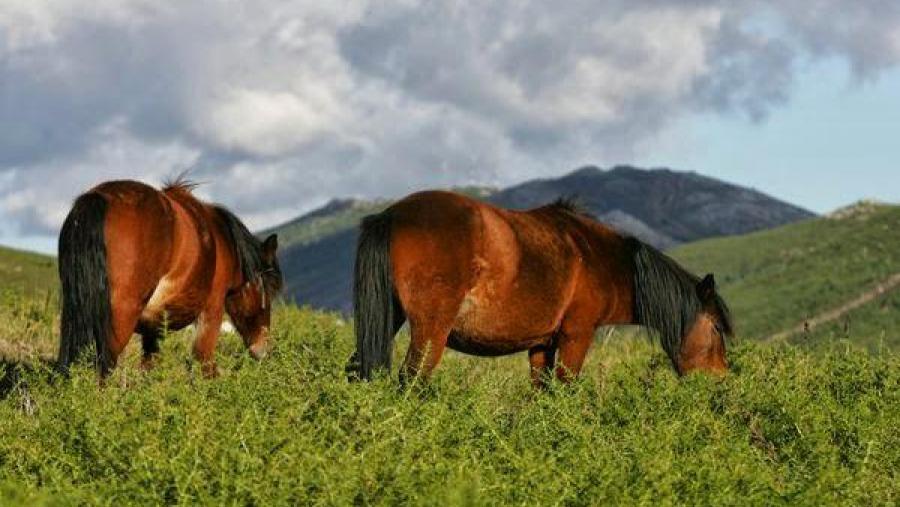 Dúas reses equinas, nos montes mindonienses