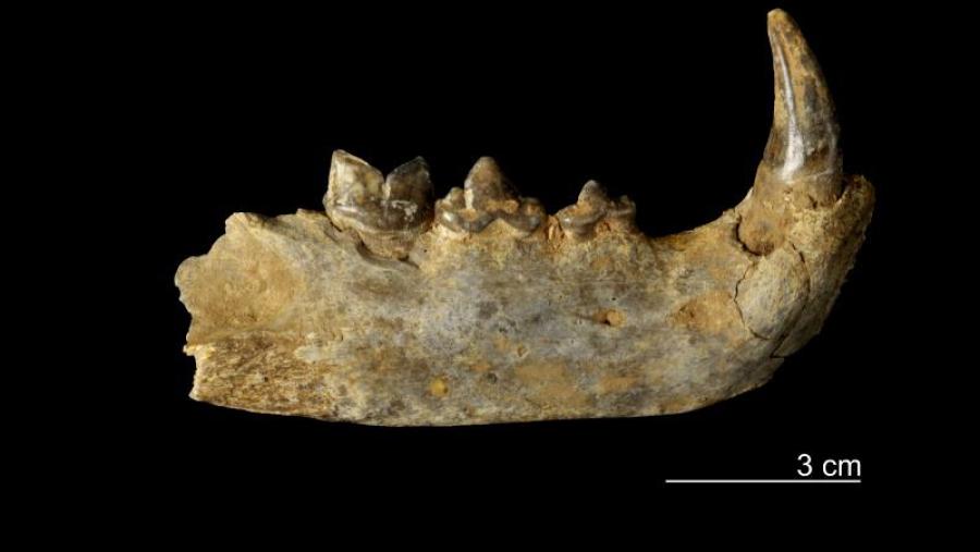 Mandíbula de leopardo. Foto de Gerard Campeny