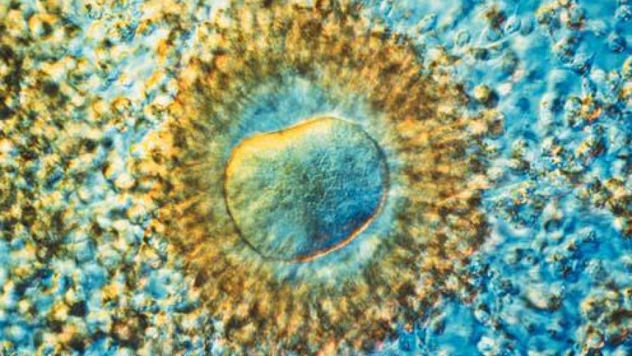 Imaxe da mostra 'Cando a ciencia se fai arte'