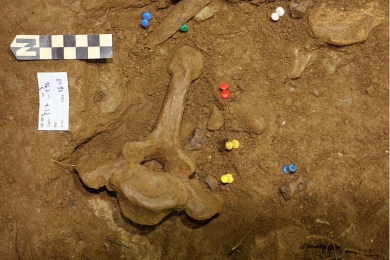 Os traballos en Cova Eirós ofrecen novas claves sobre os modos de vida dos últimos Neandertais e os primeiros humanos modernos no norte peninsular