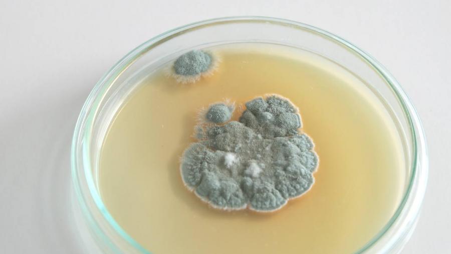 So far, only a small fraction of fungi have been studied