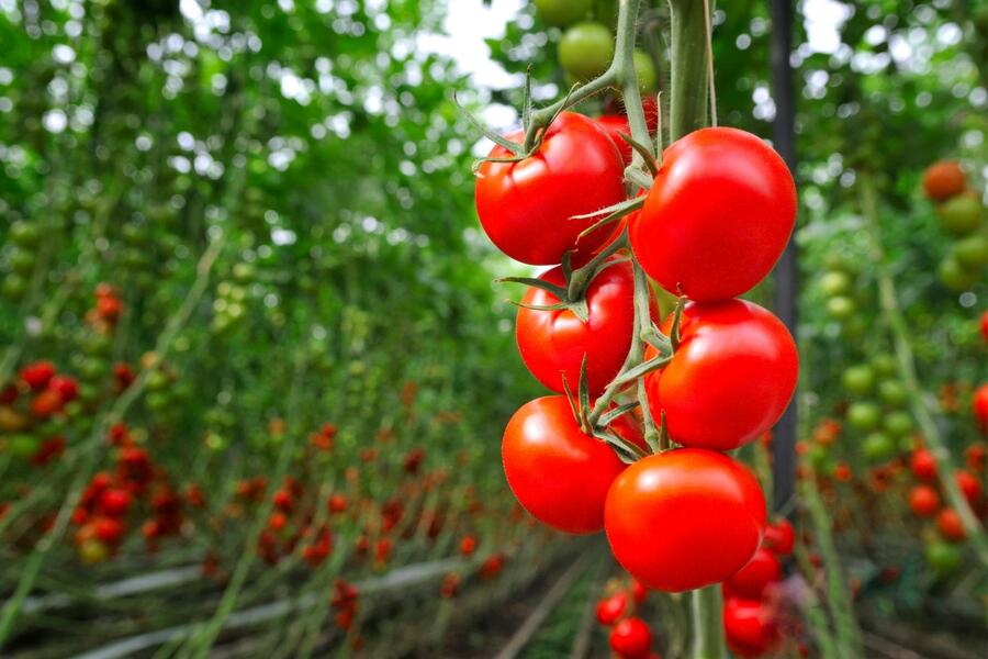 The tomato is an excellent model because it has a known, public and well-studied genome
