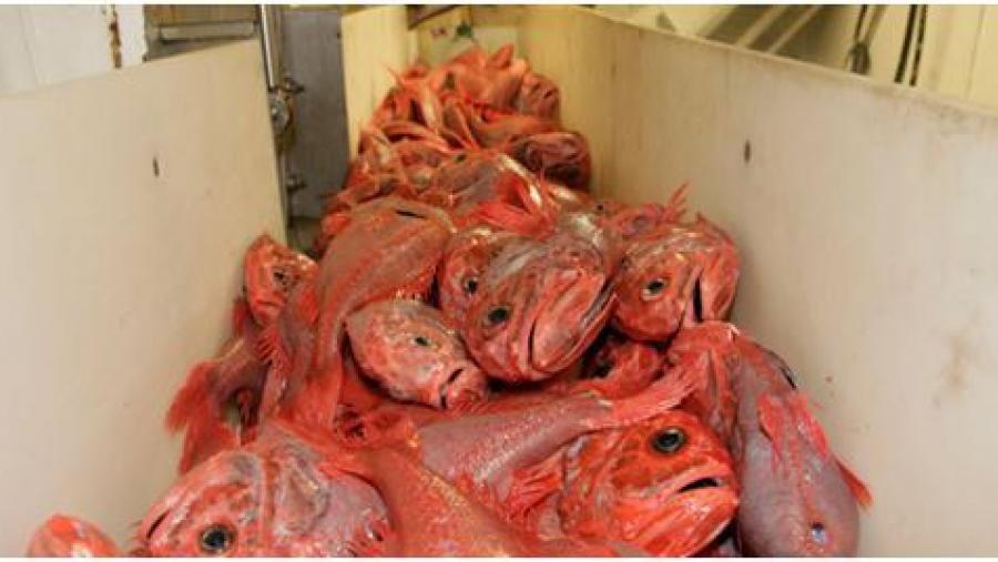 Exemplares de cabra de altura ou galiña de mar, unha das especies de profundidades capturadas (Foto: C. Nouvian)