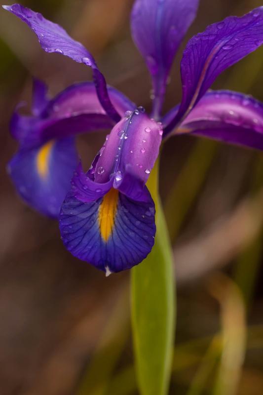 Biodiv_GNP expón este venres na USC os resultados acadados ata agora sobre a flora ameazada en Galicia e o norte de Portugal