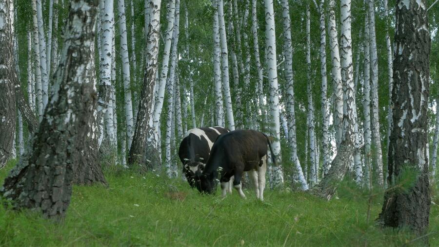 Os sistemas silvopastorias melloran o rendemento económico do monte e favorecen a conservación da biodiversidade