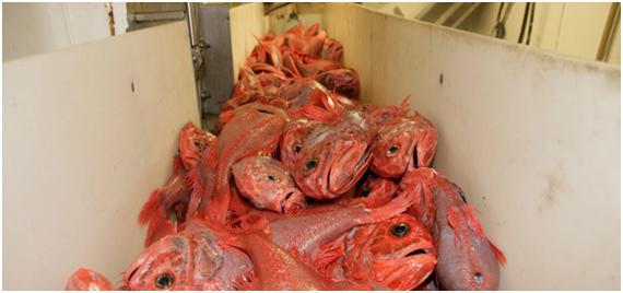 Unha investigación dirixida desde a USC revela a situación crítica das especies de peixes de augas profundas na UE