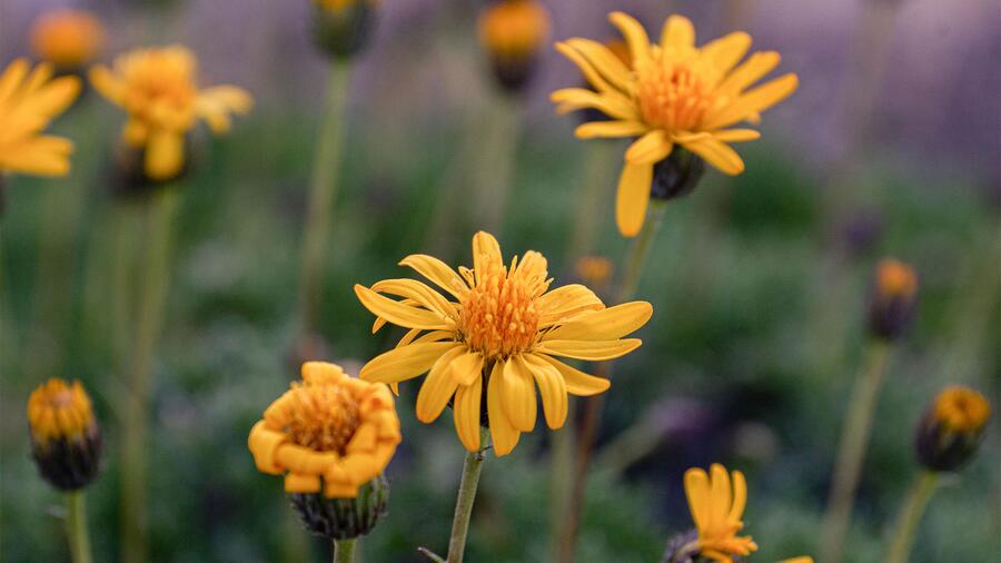 High demand for Arnica led to the decline or even disappearance of many of its populations