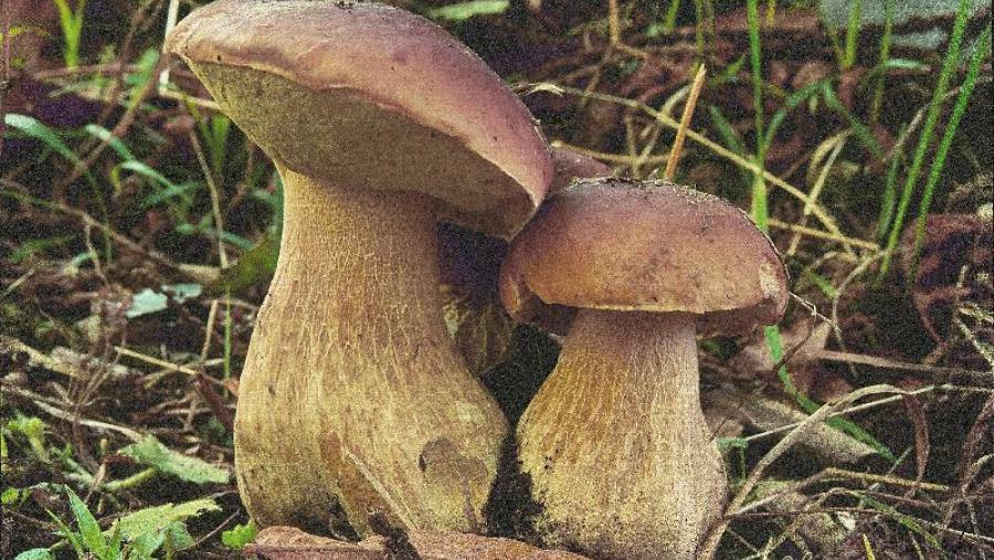 Fungos nun monte galego
