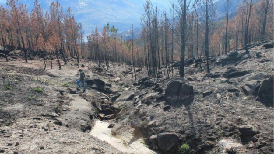 Zona afectada polas lapas