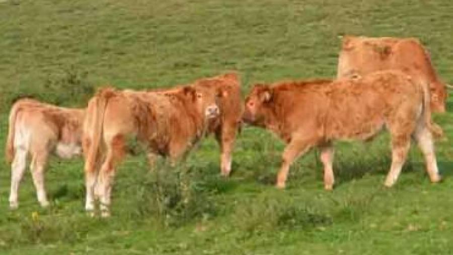 As aplicacións da xenómica cara a mellora das producións e a conservación da biodiversdiade, a debate no Campus Terra