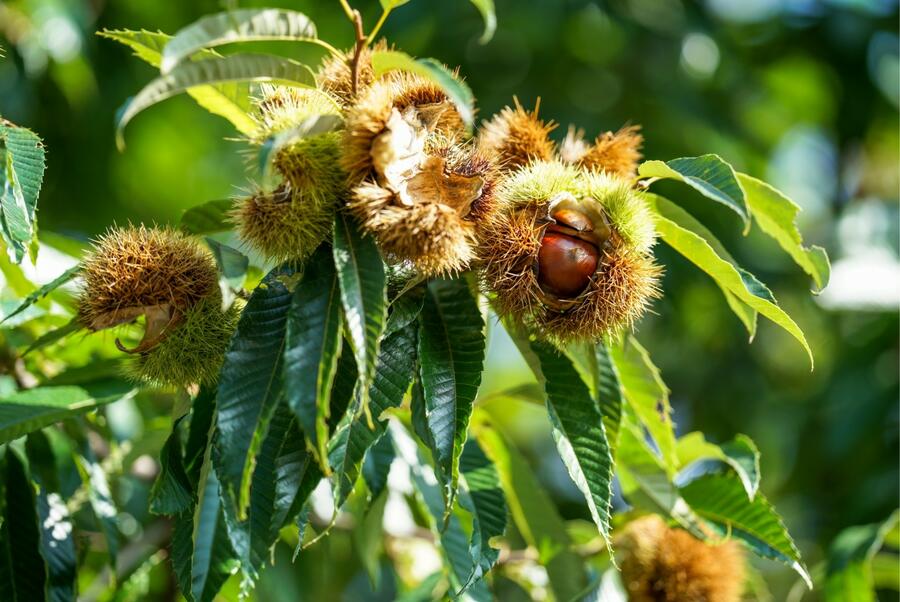A conservación de recursos xenéticos que requiren plantacións vivas, como o castiñeiro, enfróntase a unha serie de dificultades para que sexa efectiva