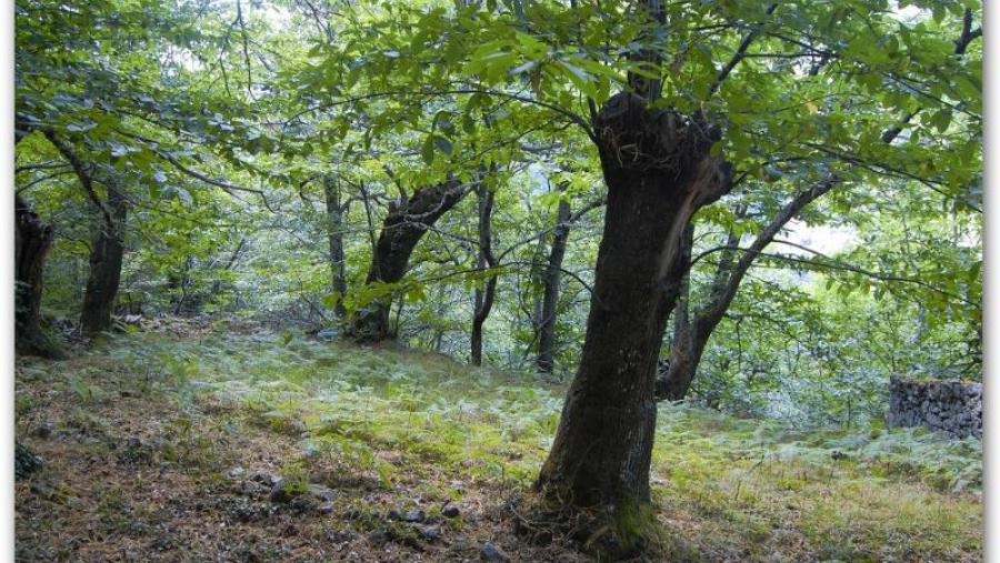 O grupo de investigación VALFINAP promove SAGEFER, un sistema integrado de apoio á xestión forestal en rede
