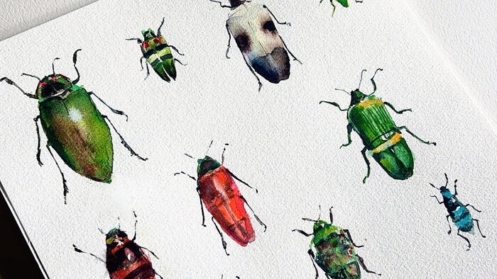 Acuarela de insectos