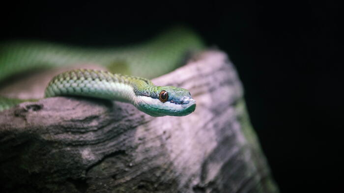 Cara a cara cos réptiles