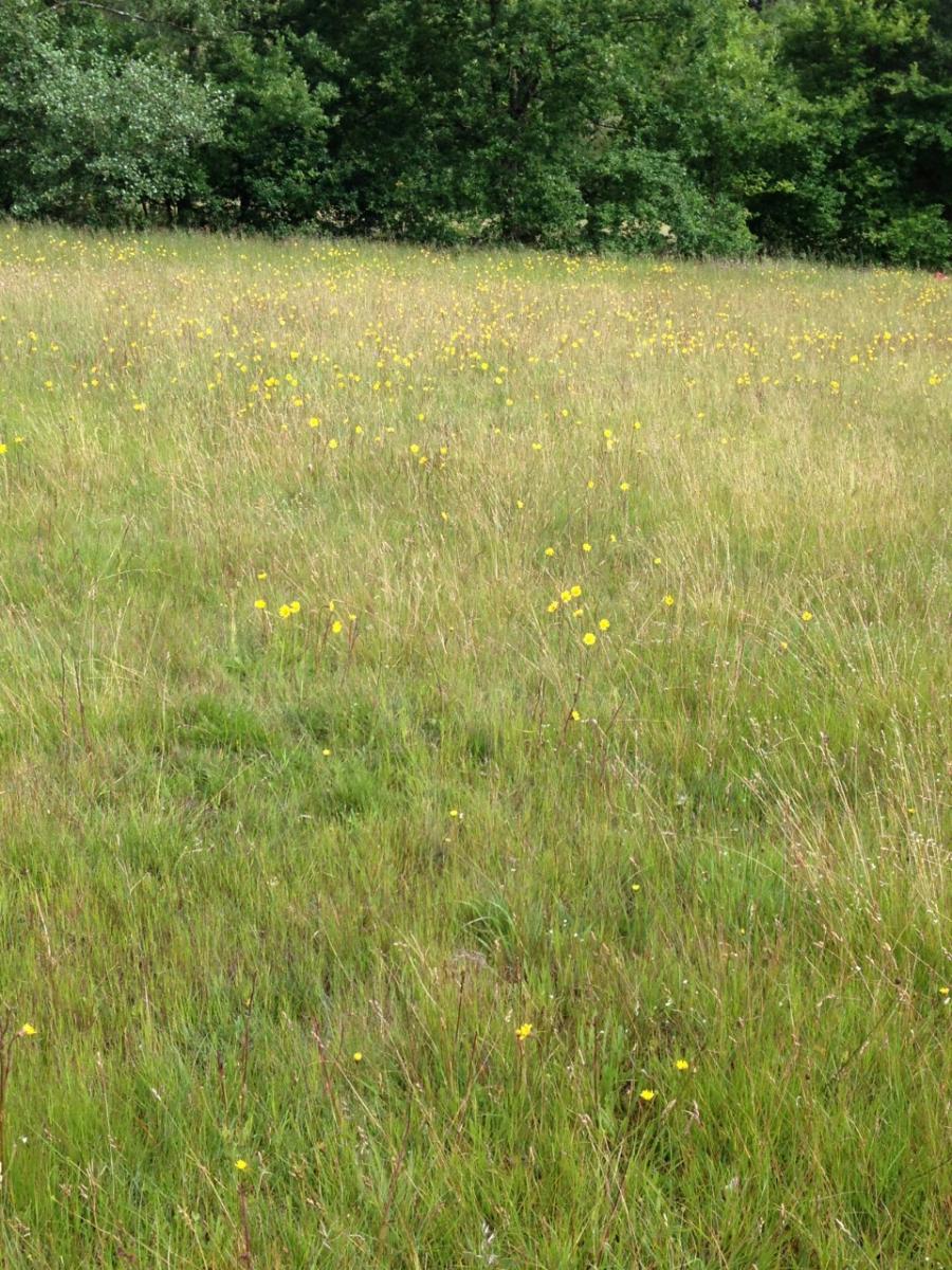 Árnica silvestre nun campo galego