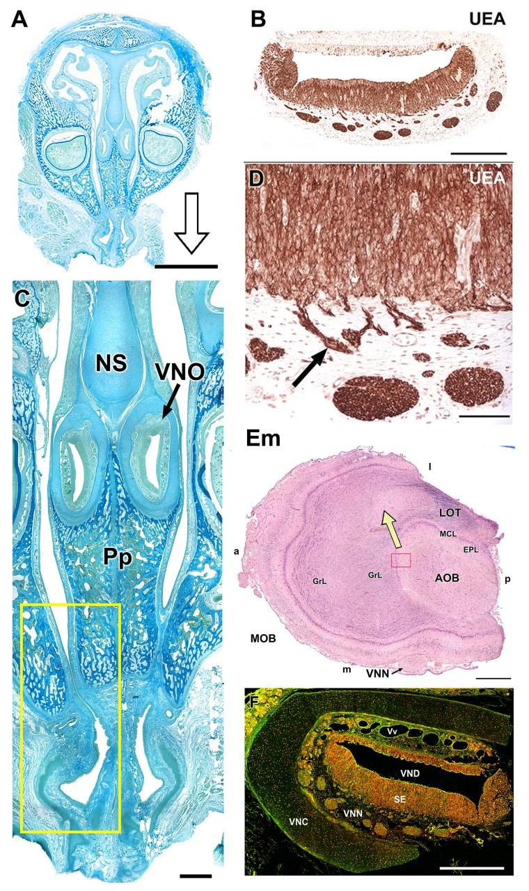 Imágenes microscópicas del sistema vomeronasal del capibara