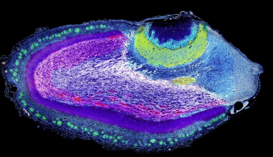 Paula Rodríguez Villamayor da Facultade de Veterinaria obtivo unha mención de honra